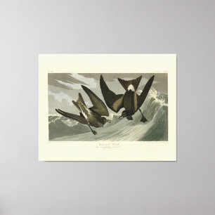 Fork-tail Petrel from Audubon's Birds of America Canvas Print