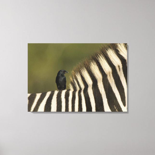 Fork-Tailed Drongo (Dicrurus adsimilis) riding Canvas Print (Front)