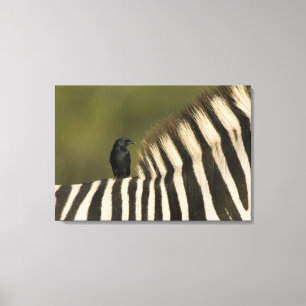 Fork-Tailed Drongo (Dicrurus adsimilis) riding Canvas Print