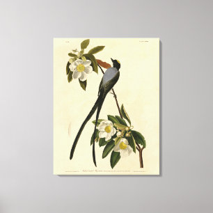 Fork-tailed Flycatcher, Audubon's Birds of America Canvas Print