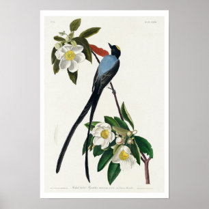 Fork-tailed Flycatcher by Audubon Poster