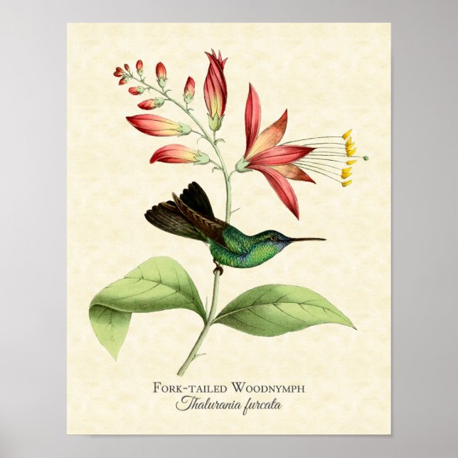 Fork Tailed Wood Nymph Hummingbird Art Print (Front)