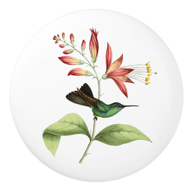 Fork Tailed Wood Nymph Hummingbird Ceramic Knob (Front)