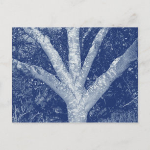 Forked Branches - Cyanotype Effect Postcard