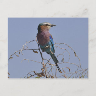 Forked Roller Bird Botswana Postcard