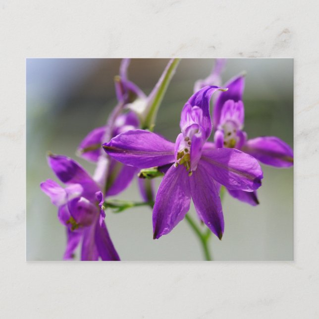 Forking Larkspur Postcard (Front)