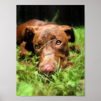 Forlorn Chocolate Lab Pit Puppy