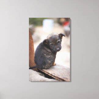 Forlorn puppy canvas print