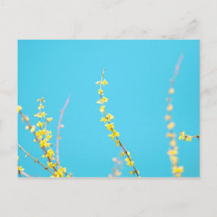 Forsythia 3 postcard