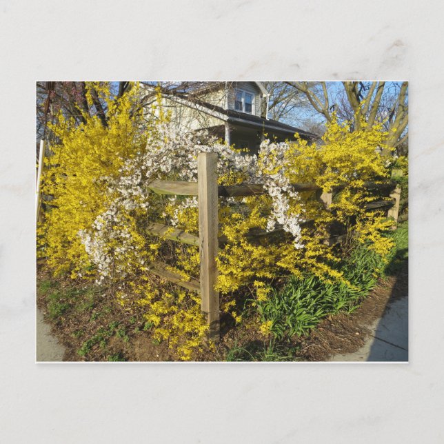 Forsythia Fence Postcard (Front)