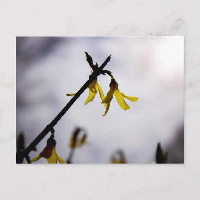 Forsythia Holiday Postcard (Front)