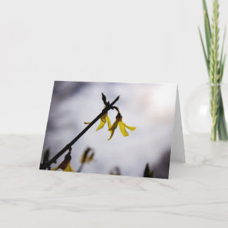 Forsythia in Spring Card