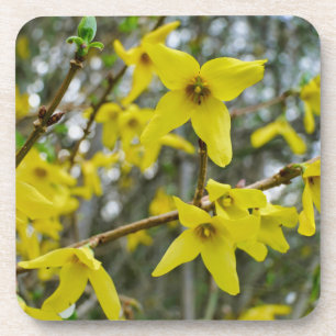 Forsythia in Springtime Coaster