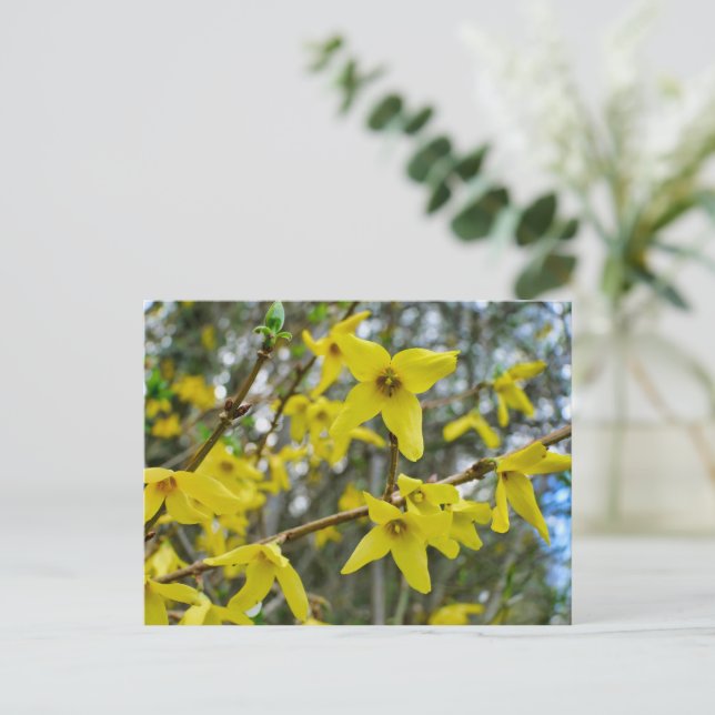 Forsythia in Springtime Postcard (Standing Front)