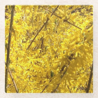 Forsythia Spring Blossoming Glass Coaster