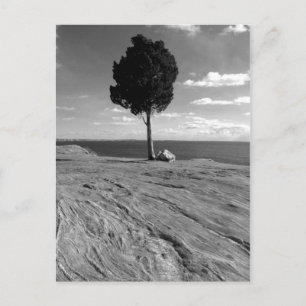 Fort Phoenix Tree Postcard