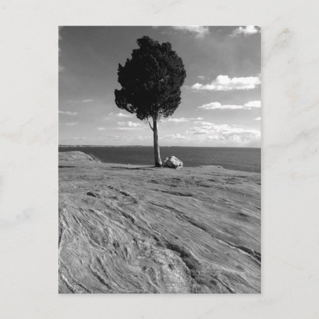 Fort Phoenix Tree Postcard (Front)