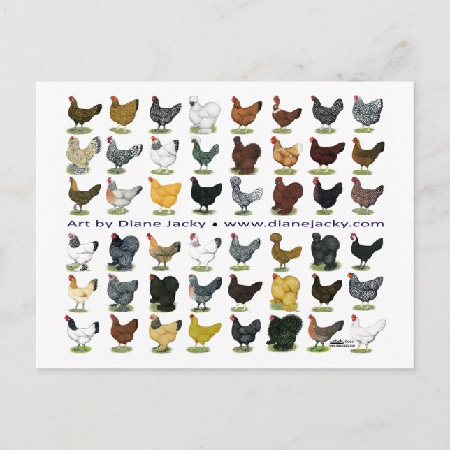 Forty-eight Hen Promo Postcard (Front)