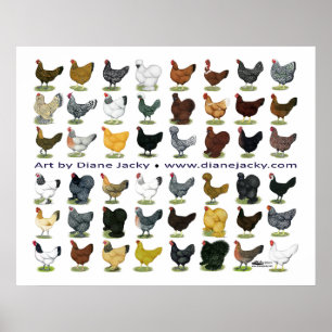 Forty-eight Hen Promo Poster