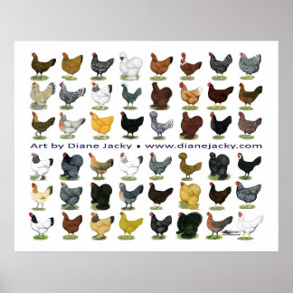 Forty-eight Hen Promo Poster