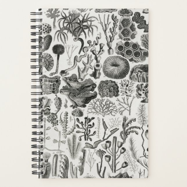 Fossil Coral Geology Minerals Polypi Planner (Front)