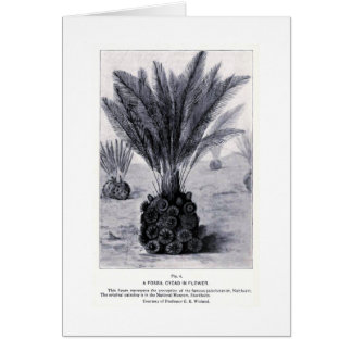 Fossil cycad in flower art card