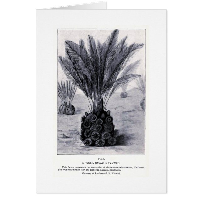 Fossil cycad in flower art card (Front)