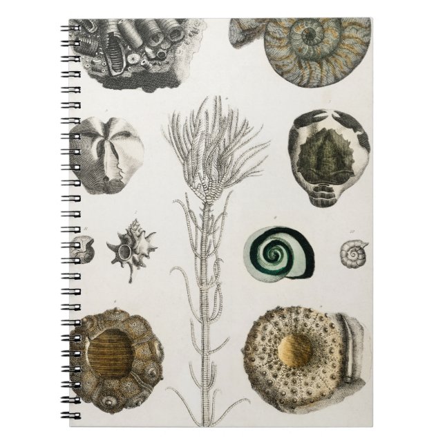 fossil, dinosaur, fossils, paleontology, geology, notebook (Front)