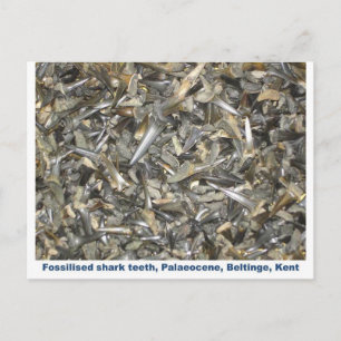 Fossil shark teeth pattern postcard