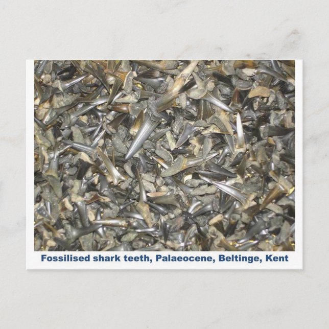 Fossil shark teeth pattern postcard (Front)