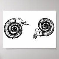Fossil: Snakestone or Ammonite?