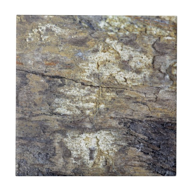 Fossil Wood Tile (Front)