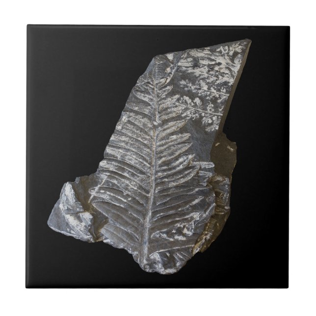 Fossilised Fern Leaves Rock Nature Photography Tile (Front)