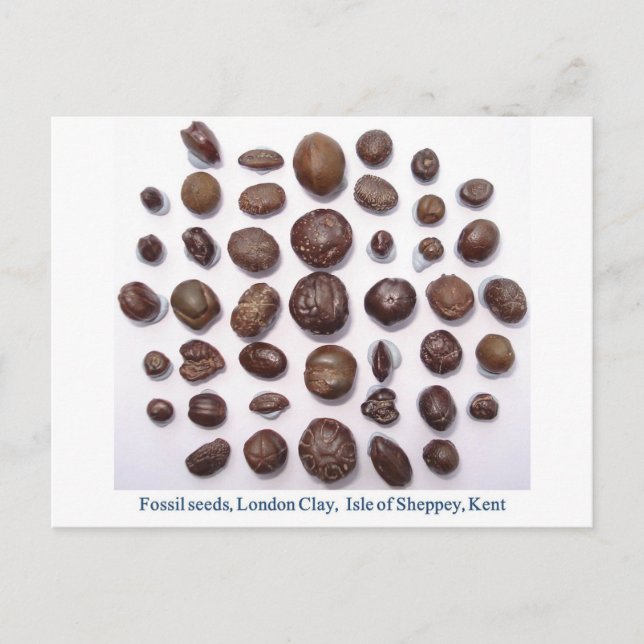 Fossilised seeds postcard (Front)