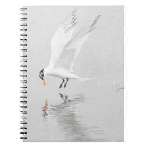 Foster's Tern in flight Spiral Notebook
