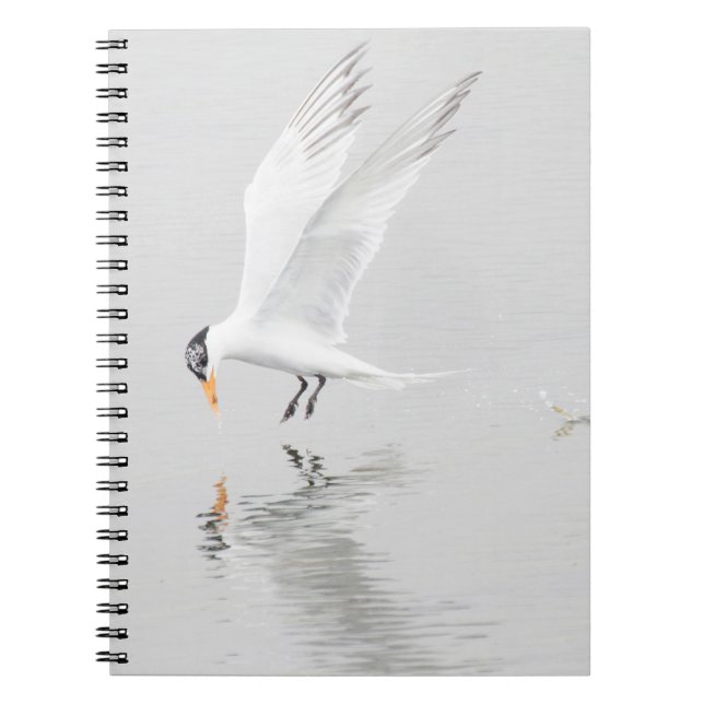 Foster's Tern in flight Spiral Notebook (Front)