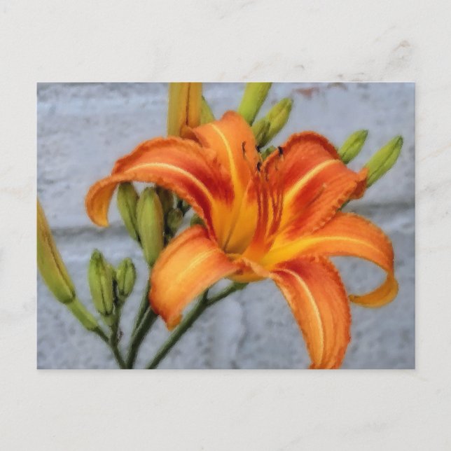 Foundation Lily - Daylily Postcard (Front)