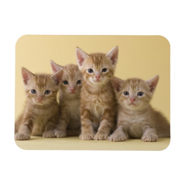 Four American Shorthair Kittens Magnet (Horizontal)