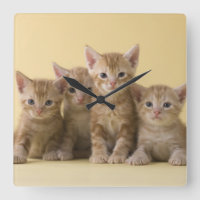 Four American Shorthair Kittens