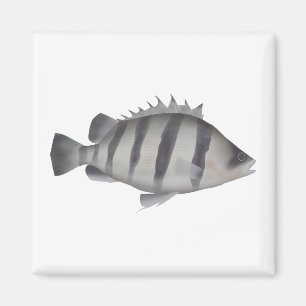 Four-barred Tigerfish Magnet