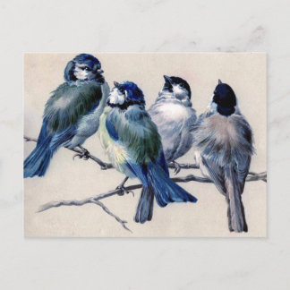Four Birds on a Branch Postcard