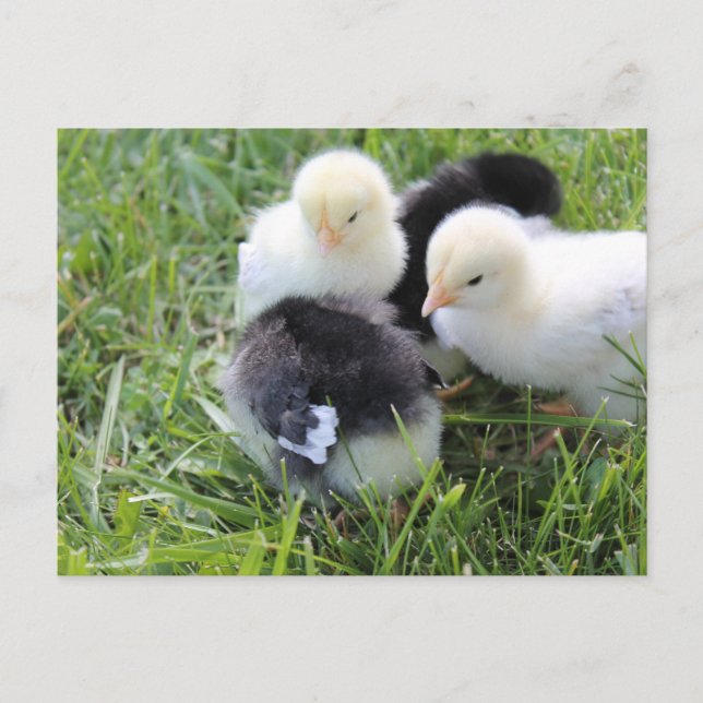 Four Black and Yellow Baby Chicken chicks Postcard (Front)