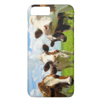Four chatting cows interrupted in their daily chit