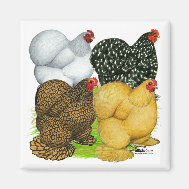 Four Cochin Hens Magnet (Front)