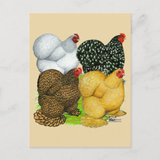 Four Cochin Hens Postcard