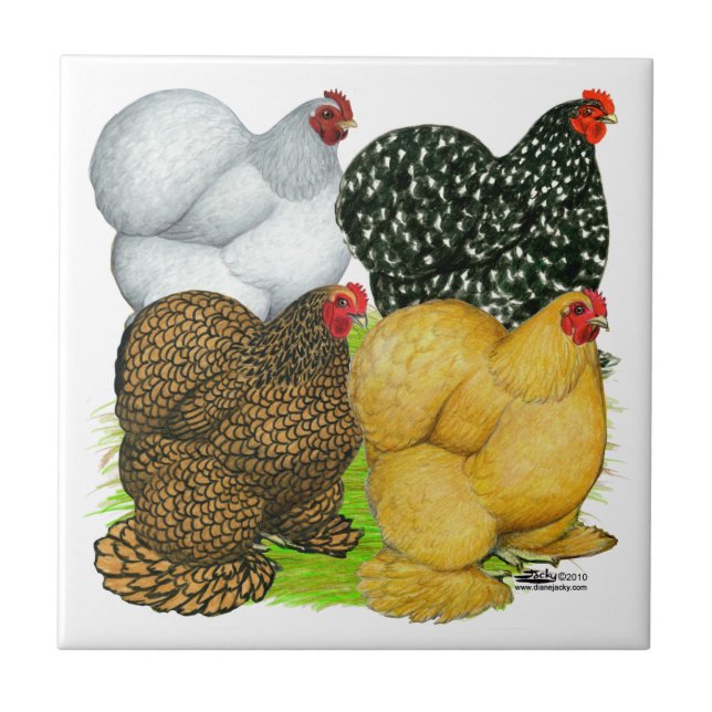 Four Cochin Hens Tile (Front)