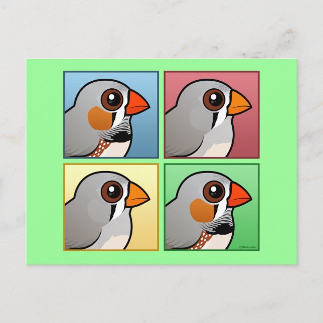 Four Colour Zebra Finch Postcard (Front)