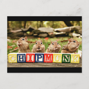four cute chipmunks postcard