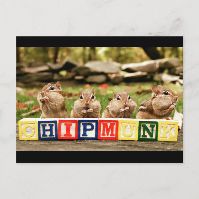four cute chipmunks postcard (Front)