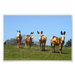 Four Donkeys Photo Print